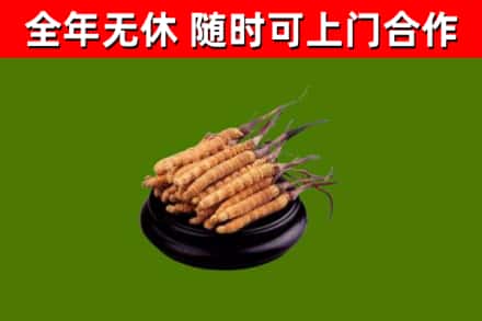 莱芜市回收散虫草