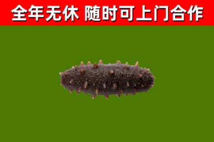 莱芜市回收海参干